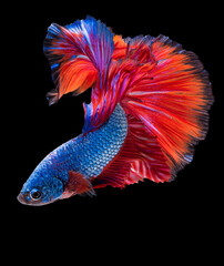 Beautiful movement of blue red Betta fish, Rhythmic close up of Siamese fighting fish, Betta...