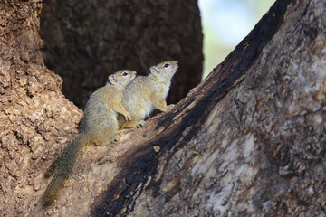 Ockerfußbuschhörnchen / Tree squirrel / Paraxerus Cepapi.