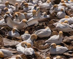 Northern Gannets Nesting