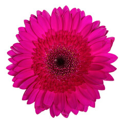 gerbera pink isolated on white
