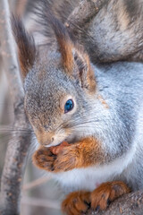 The squirrel with nut sits on a tree in the winter or autumn