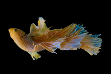 Beautiful movement of yellow  Betta fish, Siamese fighting fish, Betta splendens of Thailand,...