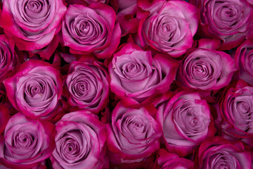 beautiful background pink roses