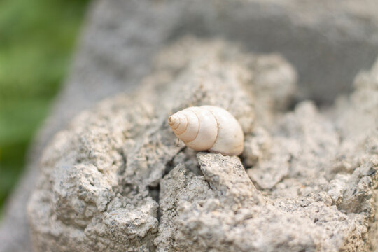 caracol blanco sobe roca