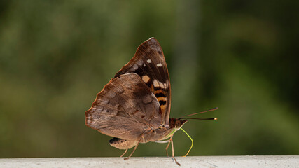 Fototapeta premium Mariposa (Provincia de Misiones, Argentina)