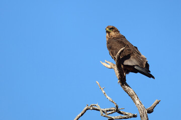 Wahlbergsadler / Wahlberg's  Eagle / Aquila wahlbergi