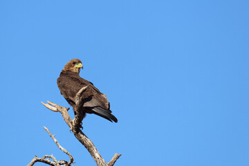 Wahlbergsadler / Wahlberg's  Eagle / Aquila wahlbergi