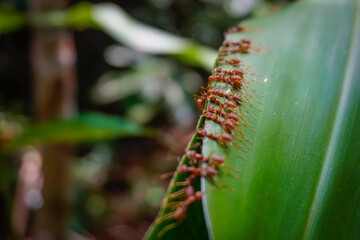Red ants build their nest on leaves in the jungle