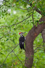 Male Pileated woodpecker clinging to the side of a tree in the forest