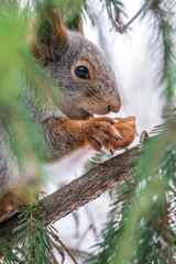 The squirrel with nut sits on a fir branches in the winter or late autumn