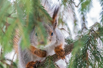 The squirrel with nut sits on a fir branches in the winter or late autumn
