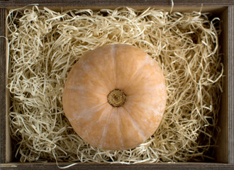 juicy and fresh pumpkin on straw in wooden box
