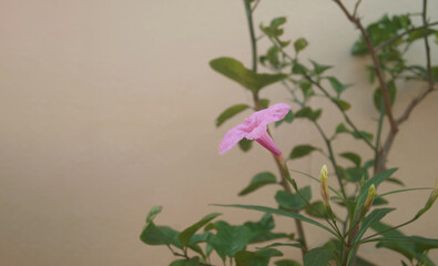 One pink flower of Ruellia with buttons and leaves in the garden. Isolated blooming flower, beige background with space for text. Close-up, macro, side view. Concept. Flora of Thailand. Plants of Asia