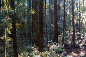 Sunlight descends into the darkness of a forest of Redwood trees, Sequoia sempervirens, in Northern California. Redwoods are the largest trees on Earth and are an endangered species.