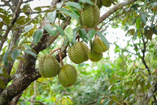 Raw durian fruits on durain tree. Durian Orchard in Bueng Kan, Northeast Thailand.