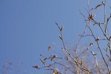 tree branches on a blue background. Spring tree with first foliage.