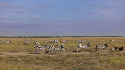 Many striped zebras graze on the vast expanses of the savannah. Wildebeests and impalas are also visible. Green trees in the distance. There are clouds in the sky. Kenya. Amboseli park.