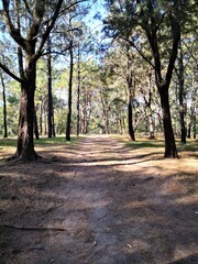 Bosque El Centinela Vereda