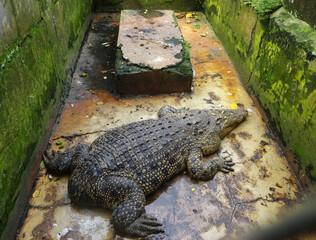 Crocodile farm in Medan, North Sumatera, Indonesia