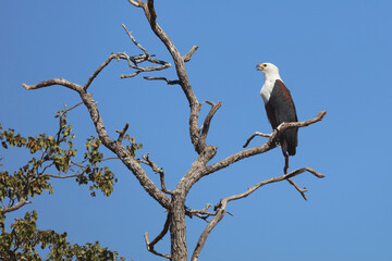 Afrikanischer Schreiseeadler / African fish-eagle / Haliaeetus vocifer.
