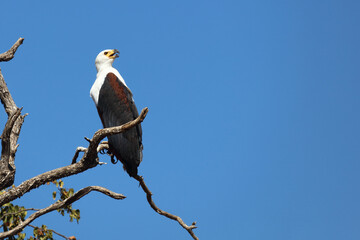 Afrikanischer Schreiseeadler / African fish-eagle / Haliaeetus vocifer.