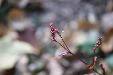 Pink flower of Persicaria hydropiper