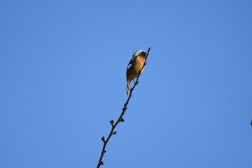 Fototapeta premium Daurian redstart on top of the branch