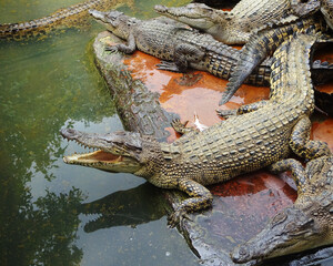 Crocodile farm in Medan, North Sumatera, Indonesia