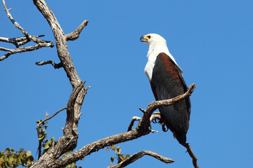 Afrikanischer Schreiseeadler / African fish-eagle / Haliaeetus vocifer.