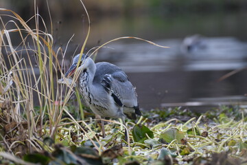 Grey heron captured crucian in pond