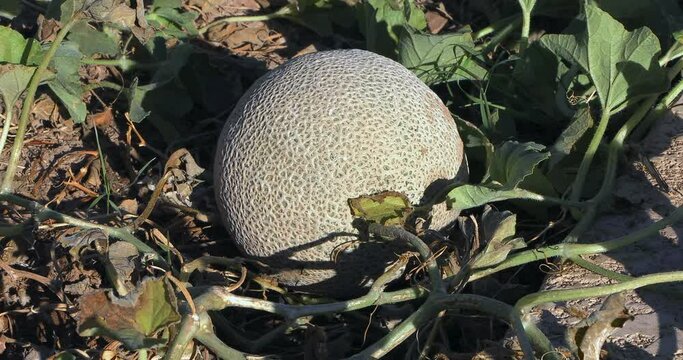Melon Cantaloupe, sweet melon, is a melon that is a variety of the muskmelon species (Cucumis melo) from the family Cucurbitaceae. Cantaloupes range in weight from 0.5 to 5 Kilograms.