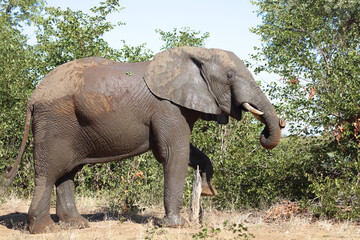 Fototapeta premium Afrikanischer Elefant / African elephant / Loxodonta africana