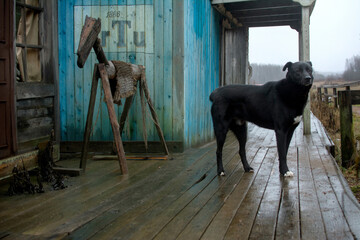 A dog in the village against the background of wooden buildings stands next to a wooden horse