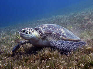 Fototapeta premium Green turtle Chelonia mydas feeding