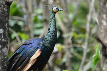 Obraz premium peacock