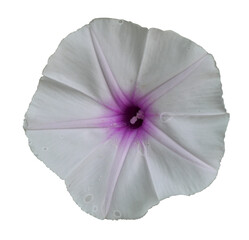 Swamp Morning Glory or Water Morning Glory blossom isolated on white background, Purple and pink stripes on white petals of tropical flower