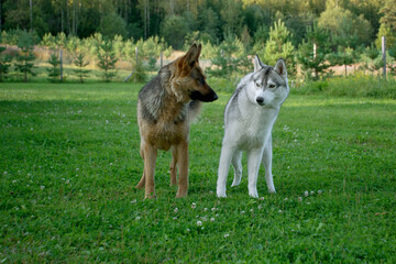 Dogs get acquainted and dissatisfied on a green lawn against a fence