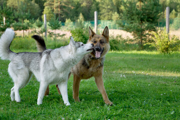 Dogs kiss and play on the green lawn against the fence