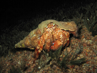 Red Sea Anemone hermit crab Dardanus tinctor at night 
