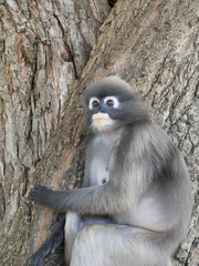 Dusky leaf monkey ( Spectacled langur ) sitting on tree in forest, Prachuap Khiri Khan Province, Thailand
