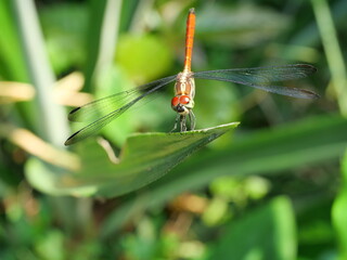 Asiatic Blood Tail dragonfly (Lathrecista asiatica asiatica) with big red eye on plant leaf with natural green background	
