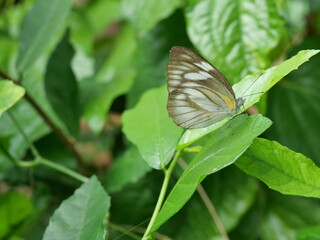 Striped Albatross ( Appias libythea ) butterfly on plant leaf with natural green background, Brown with black with yellow and white  color markings on the wing of tropical insect