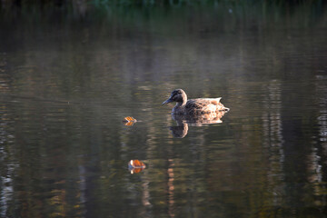 a lone duck swims in the lake