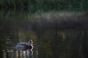 a lone duck swims in the lake
