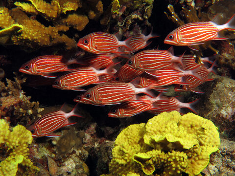 A school of Crown squirrelfish Sargocentron diadema