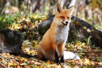 Portrait of a fox sitting in the forest
