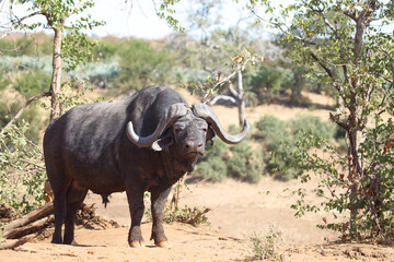 Obraz premium Kaffernbüffel / Buffalo / Syncerus caffer