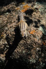 chipmunk in the forest on the rocks