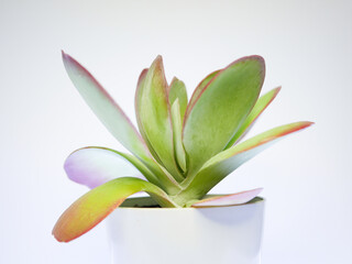 秋のデザートローズ（唐印）06