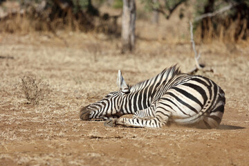 Plakat Steppenzebra / Burchell's Zebra / Equus burchellii...